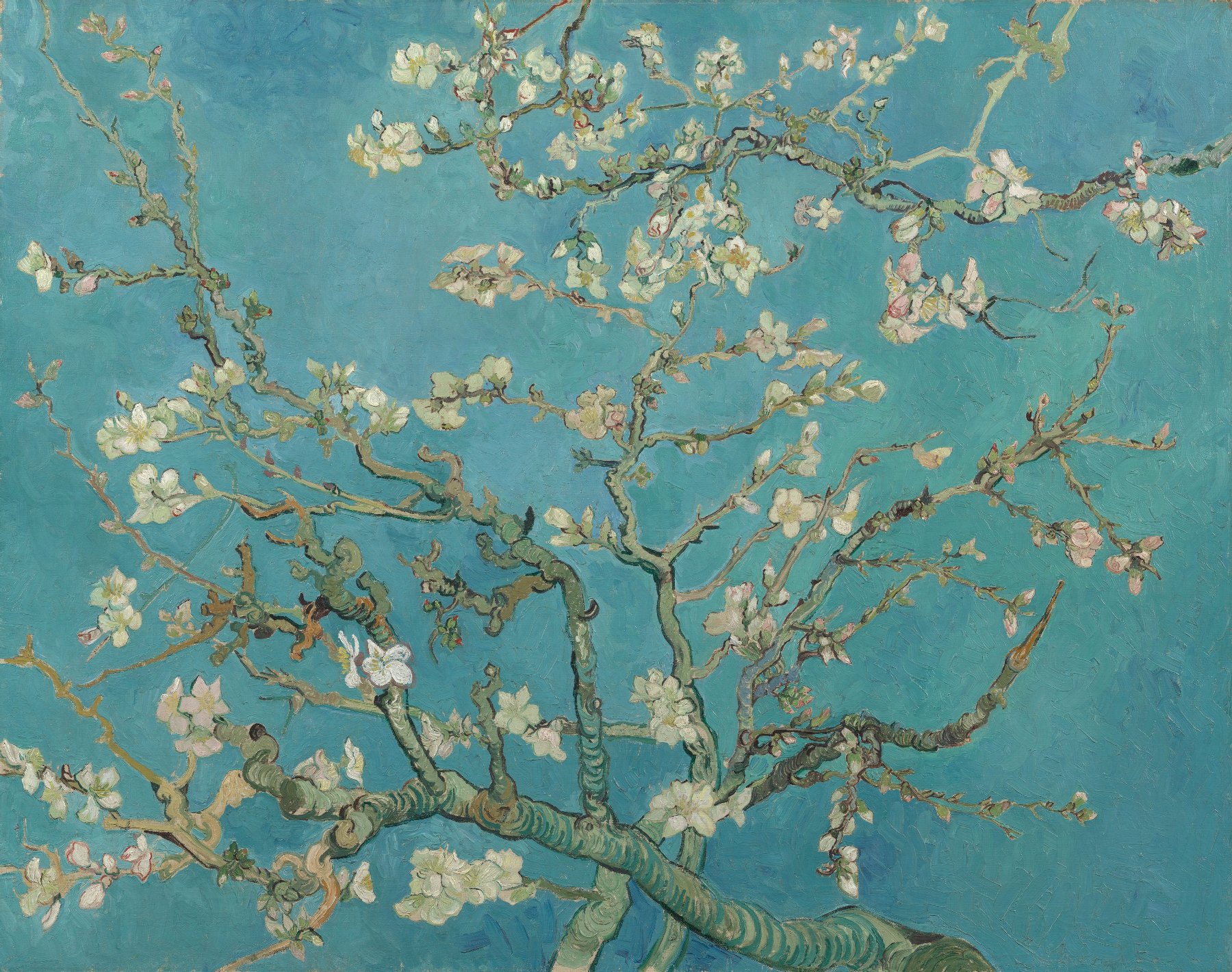 Amandelbloesem Vincent van Gogh (1853 - 1890), Saint-Rémy-de-Provence, februari 1890