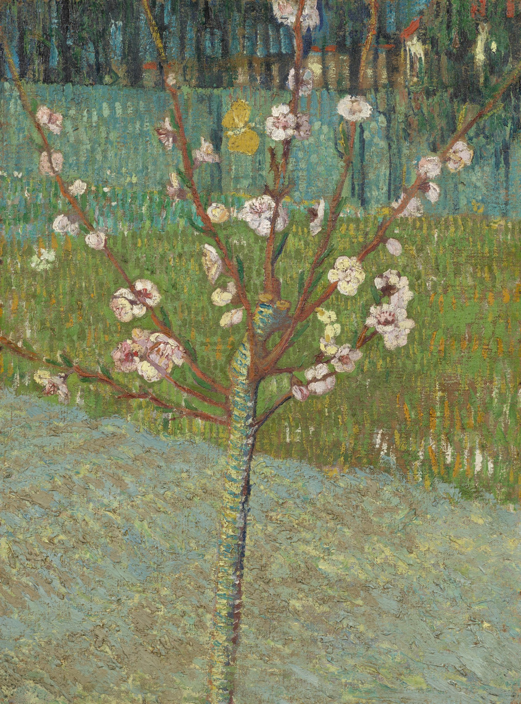 Bloeiende perzikboom Vincent van Gogh (1853 - 1890), Arles, april 1888