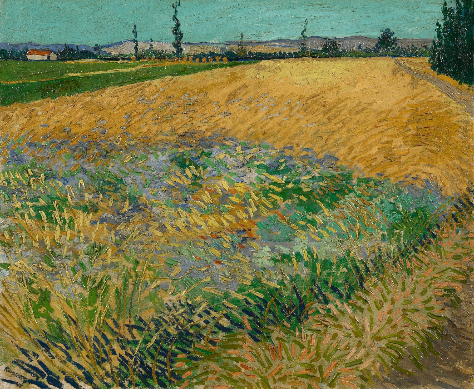 Korenveld Vincent van Gogh (1853 - 1890), Arles, juni 1888