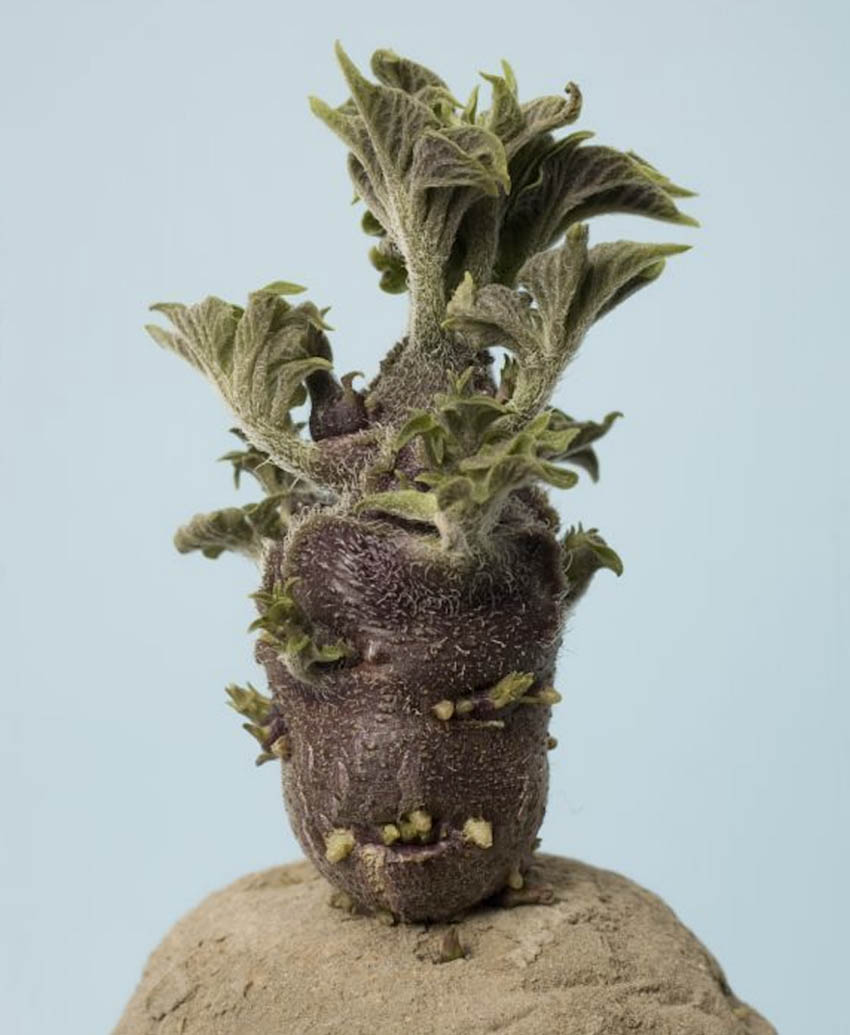 De maïs is belangrijker in PATATE pizza dan het eten. 28 BC EN VanGoghHuis bizarre aardappel Lichtkiem Lady Rosetta Ellen Mandemaker